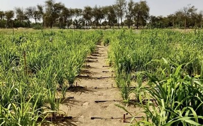 Trồng lúa mì trên sa mạc để cải thiện an ninh lương thực tại UAE