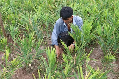 Tiền Giang: Chuyển đổi gần 4.900ha đất trồng lúa kém hiệu quả
