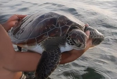 Khánh Hòa: Thả 1 cá thể rùa xanh về tự nhiên