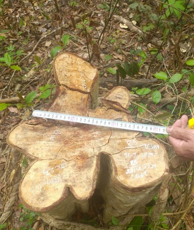 Gia Lai: Hơn 30m3 gỗ bị khai thác trái phép