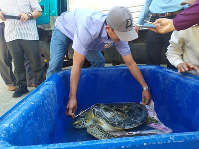 Bình Thuận: Thả 2 cá thể rùa biển về môi trường tự nhiên