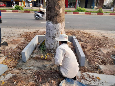 Gia Lai: Xử phạt đơn vị thi công chặt rễ cây để lát vỉa hè