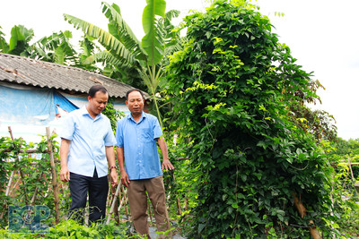 Tân Yên-Bắc Giang: Đầu tư gần 1 tỷ đồng hỗ trợ trồng 7,6 ha sâm nam núi Dành