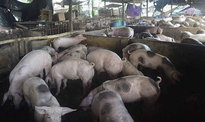 Thanh Hà (Hải Dương): Một trang trại lợn có dấu hiệu vi phạm môi trường