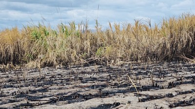 Gia Lai: Nông dân khốn khổ vì mía cháy