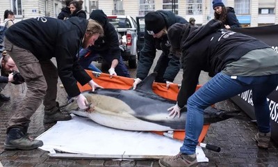 Pháp: Số lượng cá heo chết dạt vào bờ tăng kỷ lục