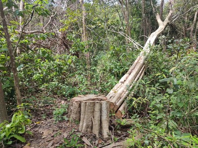 Gia Lai: Khởi tố vụ hơn 30m3 gỗ bị khai thác trái phép