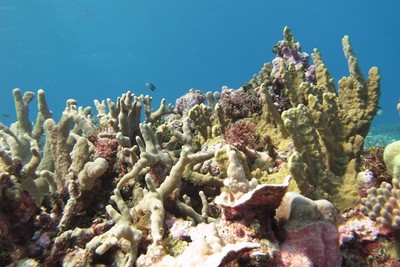 Cuba và Mỹ ký thoả thuận hợp tác bảo tồn hệ sinh thái biển