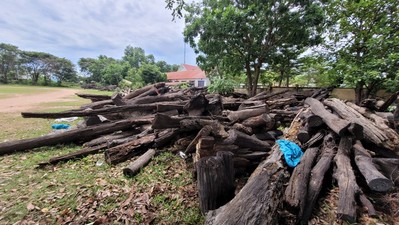 Đắk Lắk: Nhiều người bị kỷ luật vì liên quan hơn 1.000 m3 gỗ mục nát