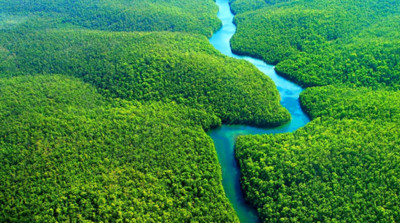 Pháp cam kết đóng góp hơn 100 triệu USD để bảo vệ rừng nhiệt đới