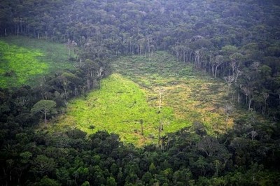 Nạn phá rừng gia tăng khiến lượng mưa trên thế giới giảm đáng kể