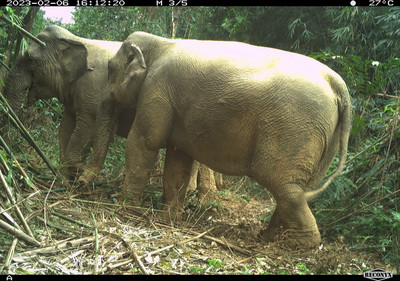 Hà Tĩnh: Phát hiện hai voi rừng trưởng thành ở Vườn quốc gia Vũ Quang