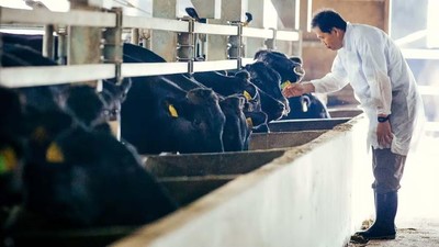 Dự án giảm phát thải khí methane từ trang trại bò ở Nhật Bản
