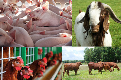 Giám sát, xử lý các trường hợp sử dụng chất cấm trong chăn nuôi