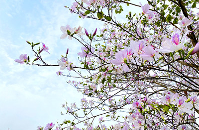 TP.Sơn La: Lễ hội "Mùa hoa Ban" sẽ diễn ra vào ngày 11/3