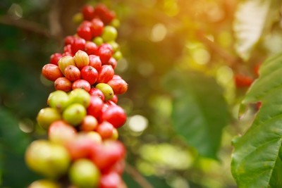 Giá cà phê hôm nay 10/3: Cập nhật giá cà phê Tây Nguyên và Miền Nam