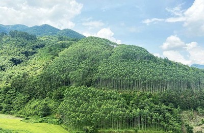 Thanh Hóa công bố hiện trạng rừng năm 2022