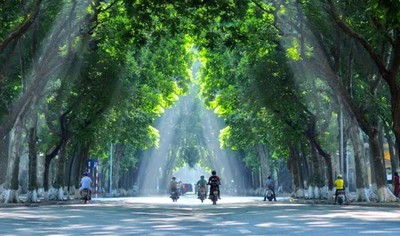 Trồng mới 500.000 cây xanh đô thị trên địa bàn Hà Nội, giai đoạn 2021-2025