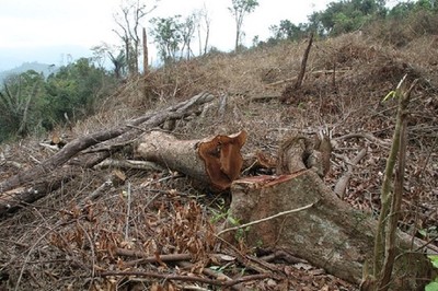 Thanh Hóa: Xử lý trách nhiệm để rừng bị phá, khai thác trái pháp luật