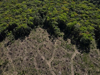 Dự luật giảm khí thải, tăng diện tích rừng được Nghị viện châu Âu thông qua