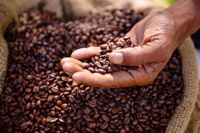 Giá cà phê hôm nay 15/3: Cập nhật giá cà phê Tây Nguyên và Miền Nam