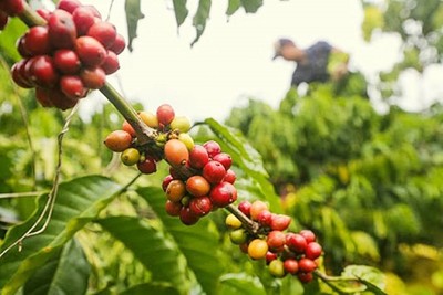 Giá cà phê hôm nay 16/3: Cập nhật giá cà phê Tây Nguyên và Miền Nam