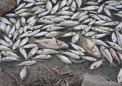 Australia: Hàng triệu con cá chết nổi trắng mặt sông