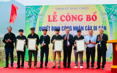Sơn La: 7 cây cổ thụ được công nhận Cây di sản Việt Nam
