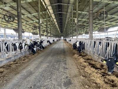 Phú Yên: Trang trại bò sữa bị xử phạt 560 triệu đồng do vi phạm môi trường