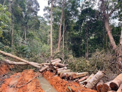 Khánh Hòa: Khởi tố vụ mở đường, phá rừng tại Ninh Hòa và Diên Khánh