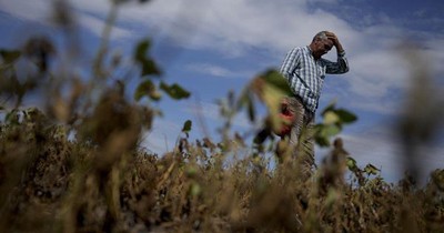 Nông dân Argentina mất mùa lớn vì hạn hán