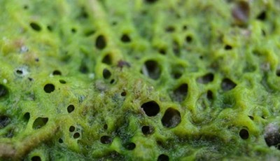 Sử dụng tảo để sản xuất phân bón bền vững