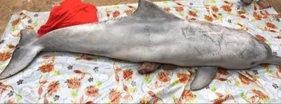 Hà Tĩnh: Xác cá voi liên tiếp trôi dạt vào bờ biển Nghi Xuân