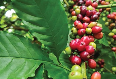 Giá cà phê hôm nay 30/3: Cập nhật giá cà phê Tây Nguyên và Miền Nam
