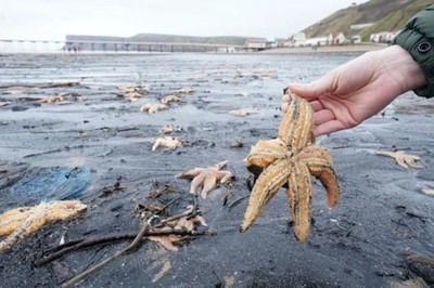 Anh: Sao biển chết la liệt trên bãi biển
