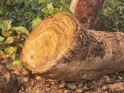 Mai Sơn, Sơn La: Nhiều năm liền rừng bị tàn phá nghiêm trọng