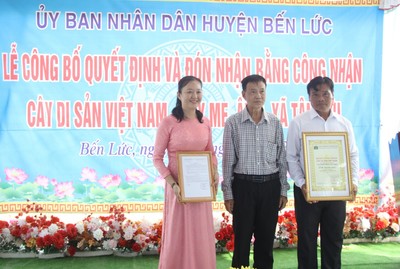 Long An: Công nhận Cây di sản Việt Nam cho cây Me khoảng 300 năm tuổi