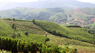 Bắc Giang công bố hiện trạng, diện tích rừng năm 2022