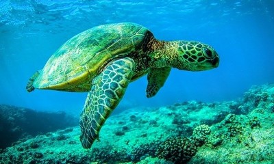 Loài rùa quý hiếm sống sót nhờ biến đổi khí hậu