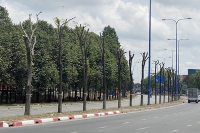 Tp. Hồ Chí Minh: Di dời hơn 1.000 cây xanh trên đường Mai Chí Thọ
