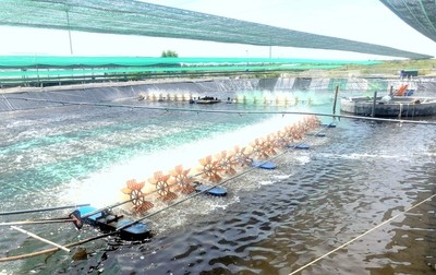 Bình Định làm khu nông nghiệp công nghệ cao rộng 230ha