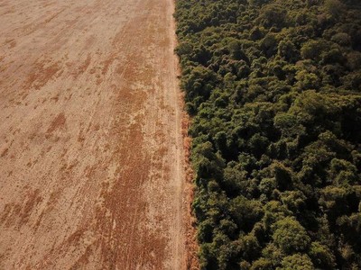 Nạn phá rừng ở Amazon vẫn tiếp tục tăng