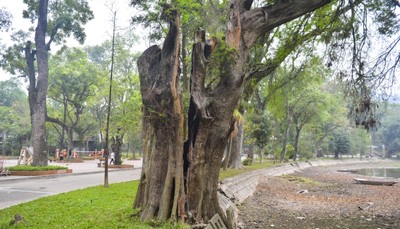 Hà Nội: Nhiều cây cổ thụ hơn 100 tuổi chết khô ở công viên Bách Thảo
