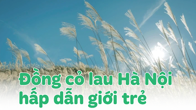 Những đồng cỏ lau đẹp nhất Hà Nội