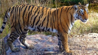 Ấn Độ: Quần thể hổ có nguy cơ tuyệt chủng đang dần hồi phục