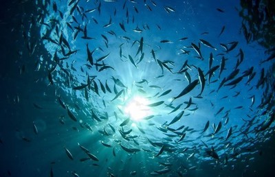 Phương pháp lọc sạch và tăng khả năng hấp thụ CO2 cho các đại dương