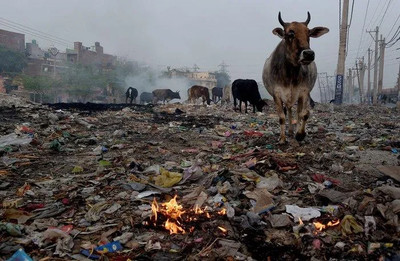 Thảm hoạ “Bò” ở Ấn Độ là mối đe dọa lớn với người dân