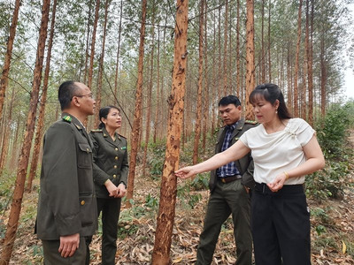 Bắc Giang: Rừng sản xuất góp phần tích cực giảm nghèo bền vững