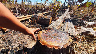 Rừng Ia Mơ (Gia Lai) bị tàn phá: Thêm nhiều khu vực rừng tự nhiên bị bức tử