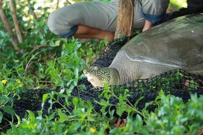 Cá thể rùa Hoàn Kiếm ở hồ Đồng Mô đã qua đời
